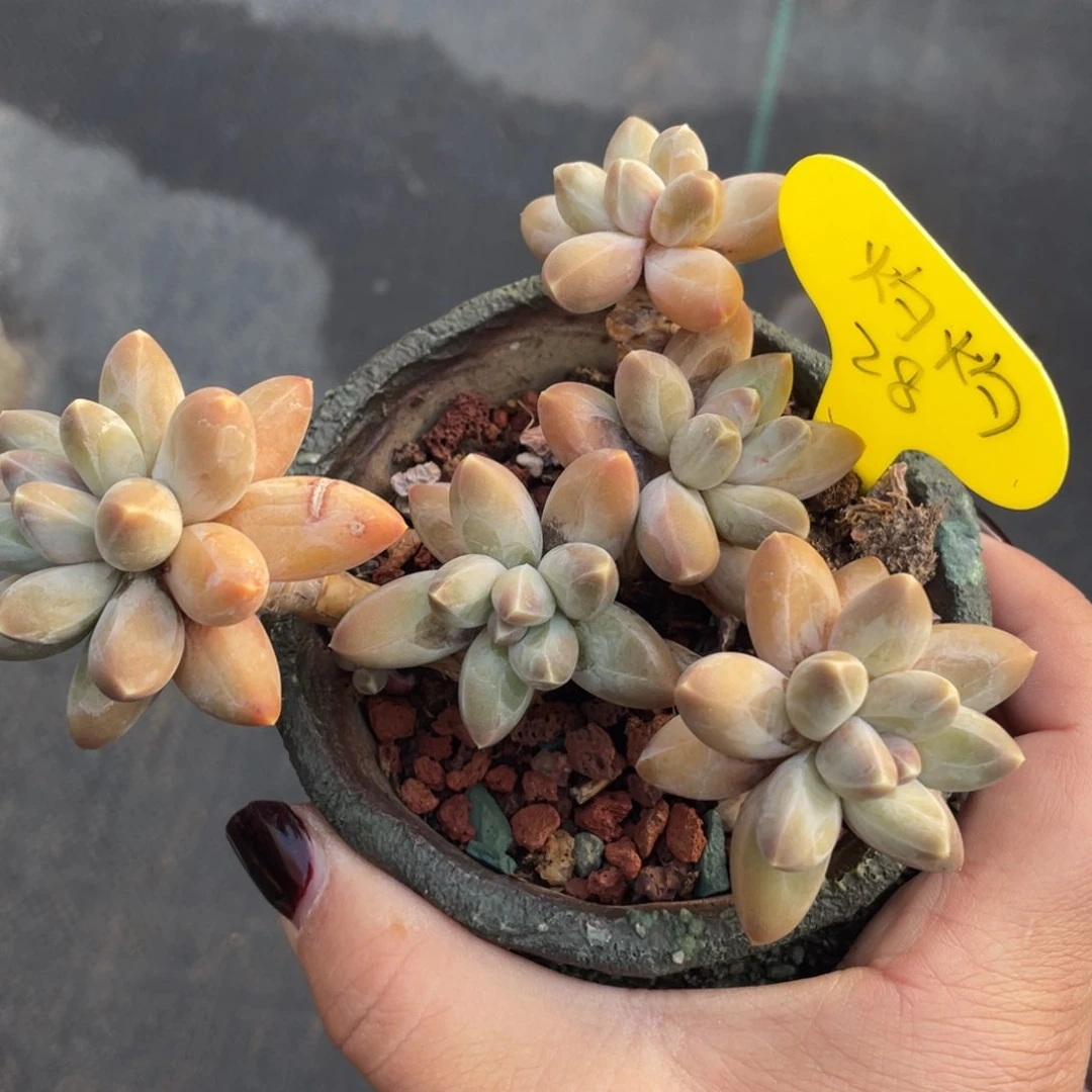 灼*松果美人群生一个28