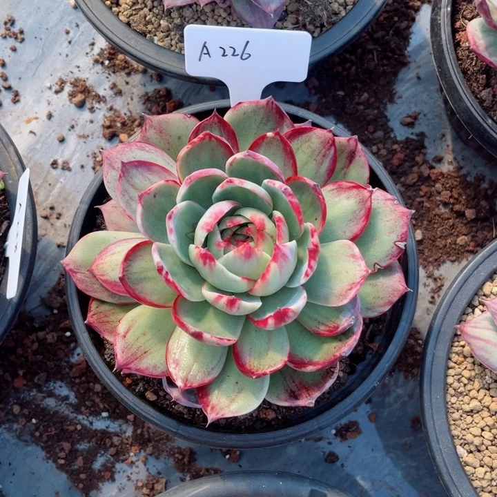 一***世惊鸿仙子多肉植物A226