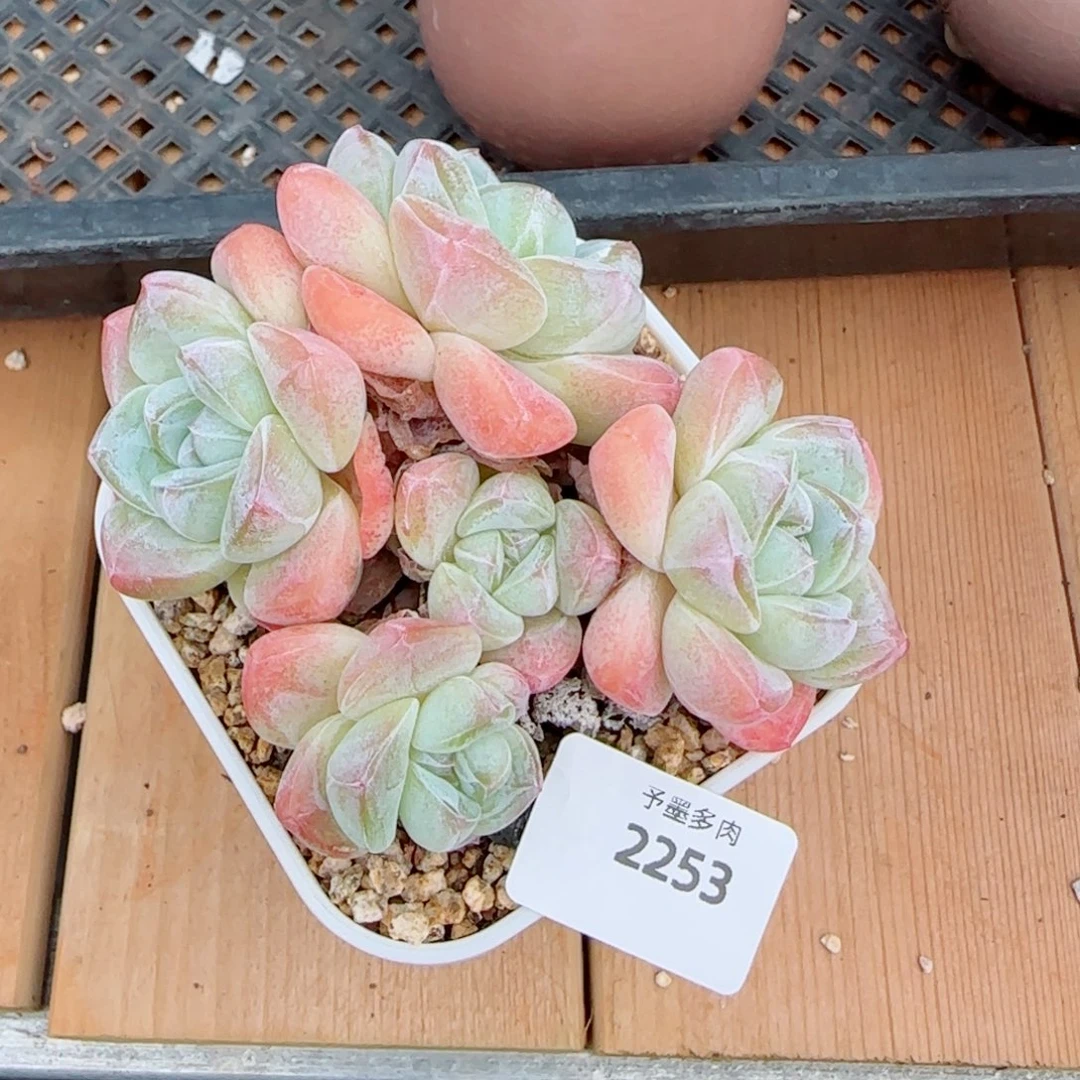 是****冰玉无砍，2253多肉植物