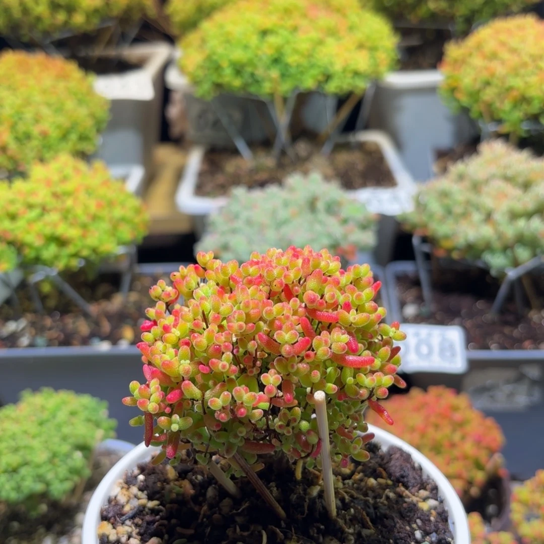 枝干番杏密橘糖球050