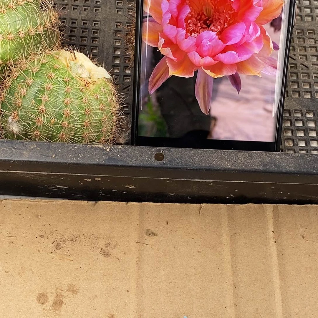彩Y47侧芽歪20包邮/5公分 有干疤
