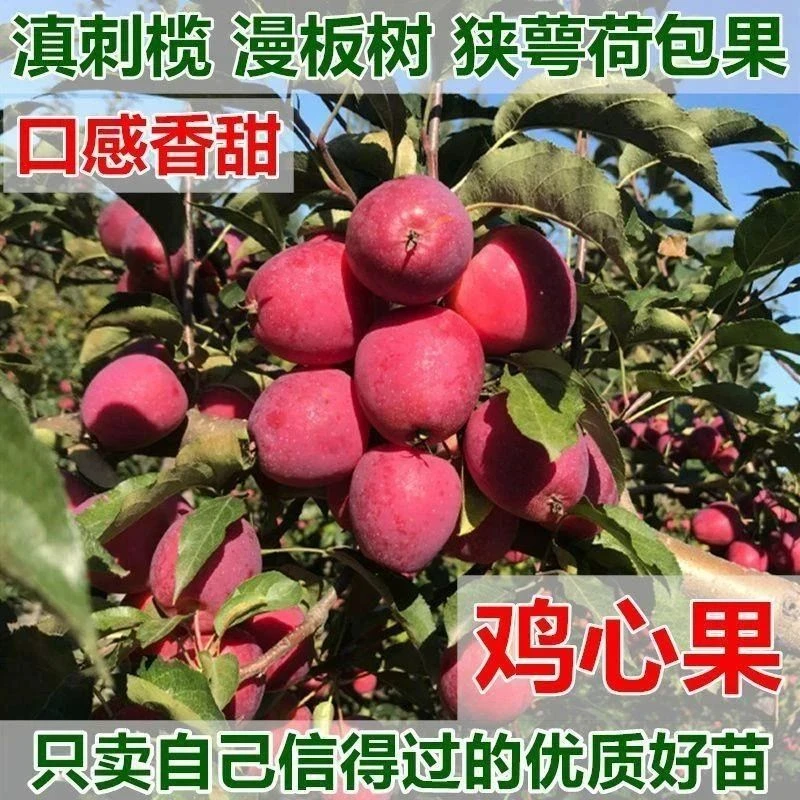 嫁接小苹果苗鸡心果树苗锦绣海棠盆栽南方北方种植地栽抗旱果树苗