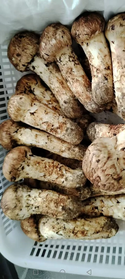 东北长白山延边汪清森欣力新鲜松茸顺丰包邮到家