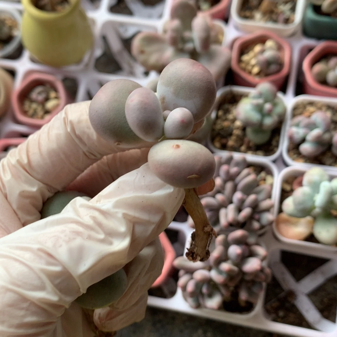 库普奶酪多肉库普