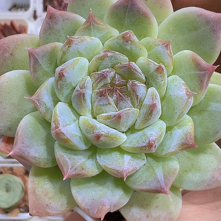 水晶冰心19包邮多肉