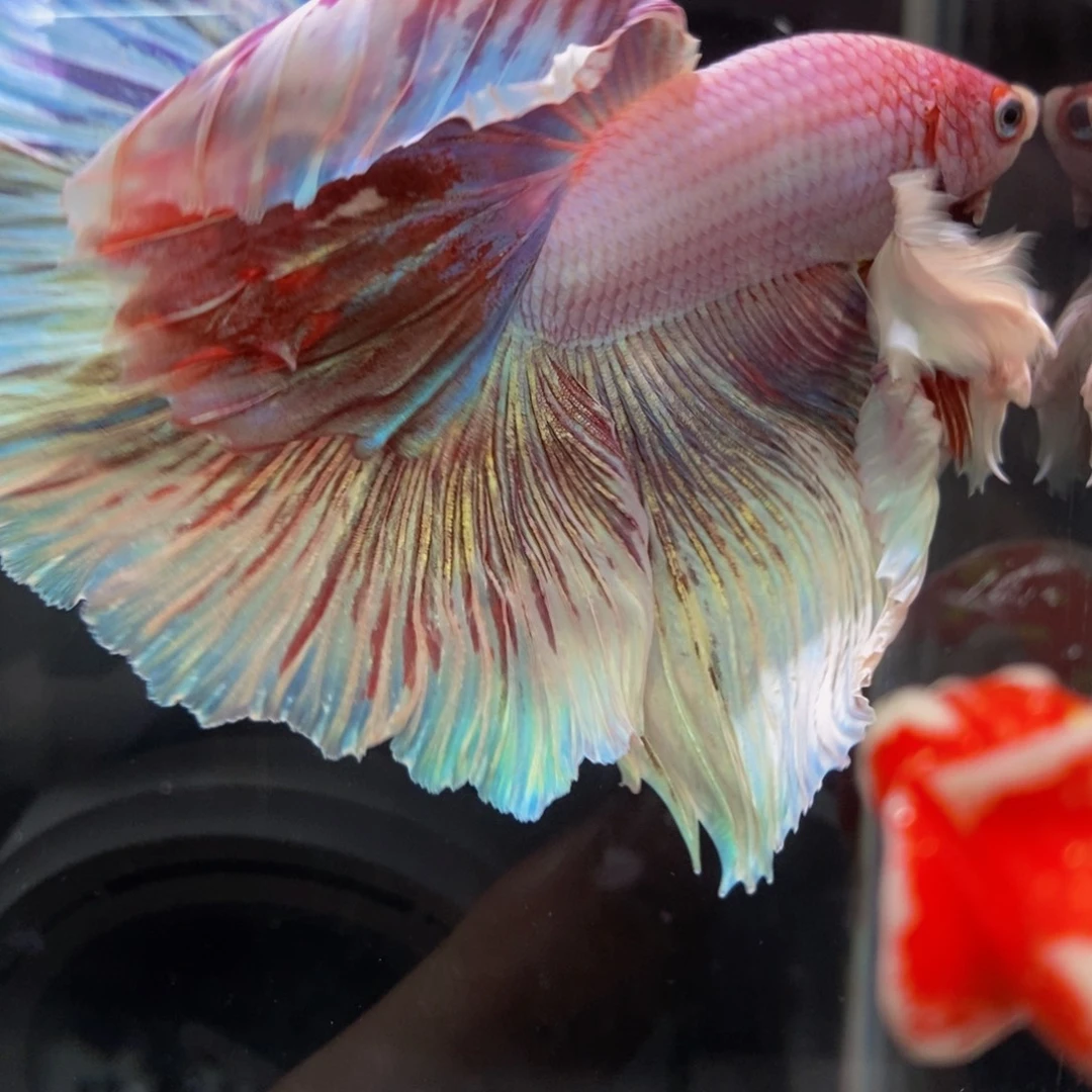 斗鱼358巨斗111星11