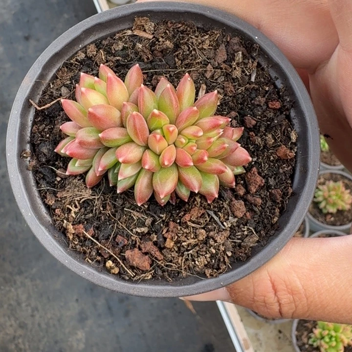 柏拉图 朵朵缀 一物一拍