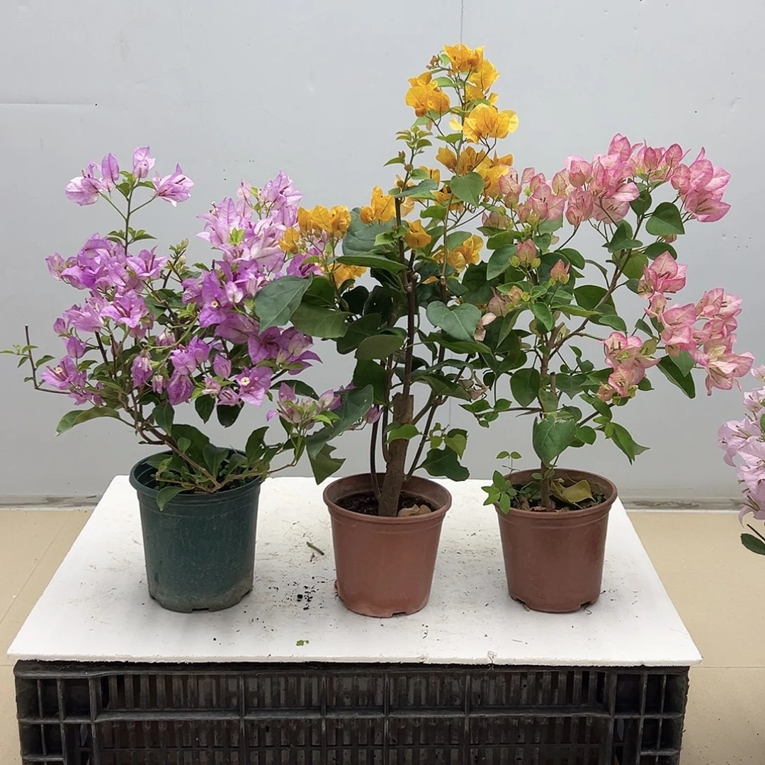 大部分花苞少量开放雪紫，加黄，五宝组合