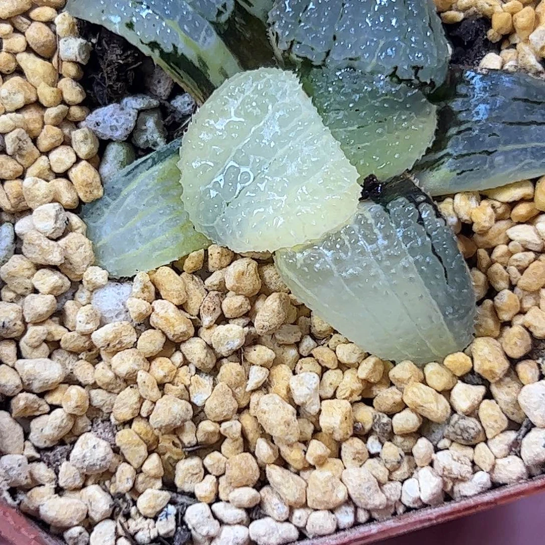 424红红火火恍恍惚惚