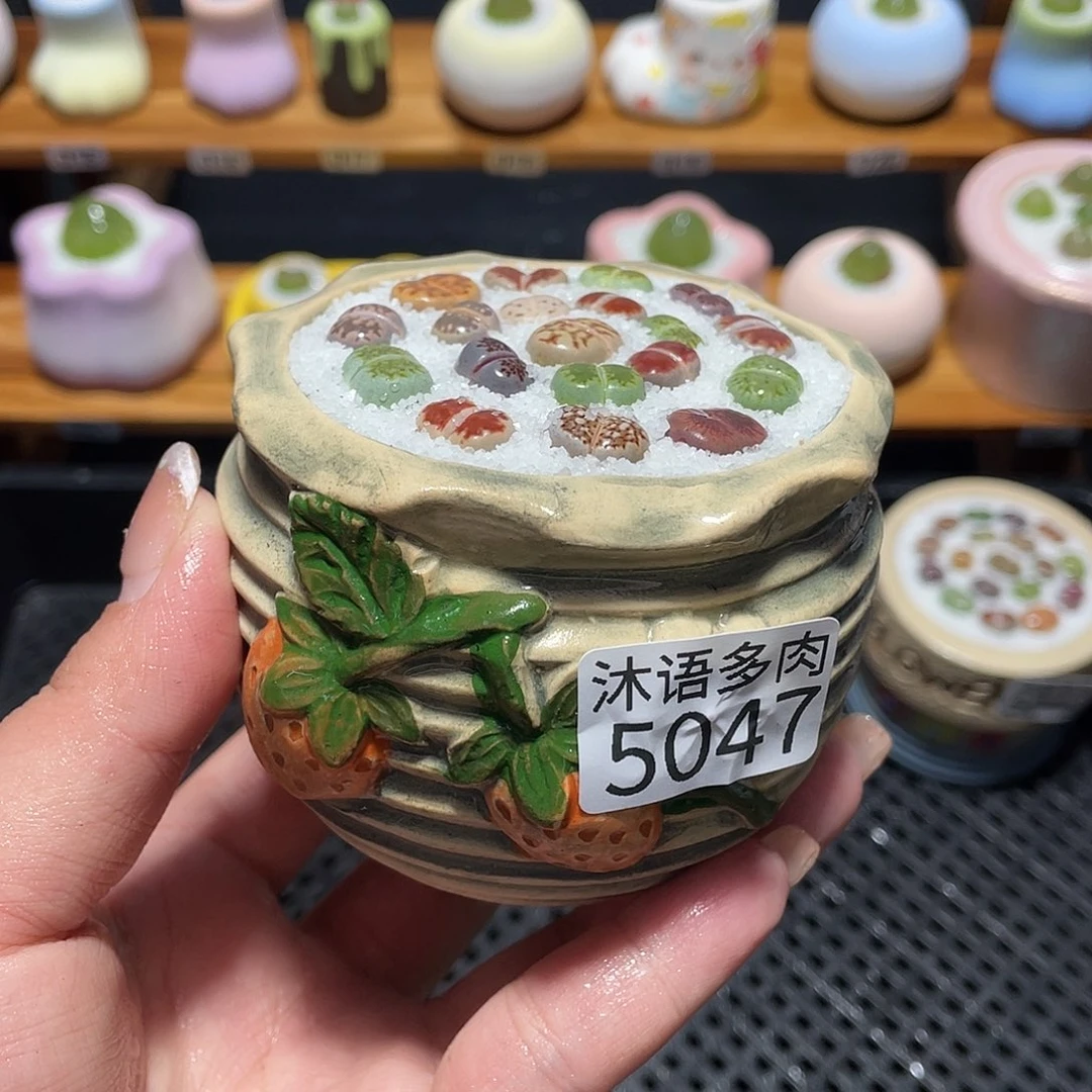 带盆土植物 一物一拍5047