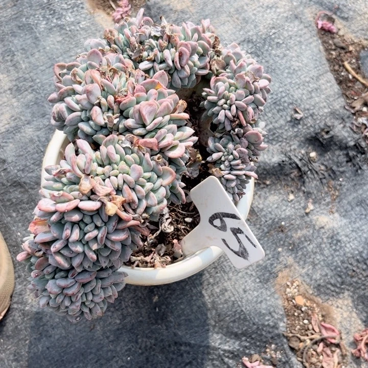 晨语多肉一物一拍65