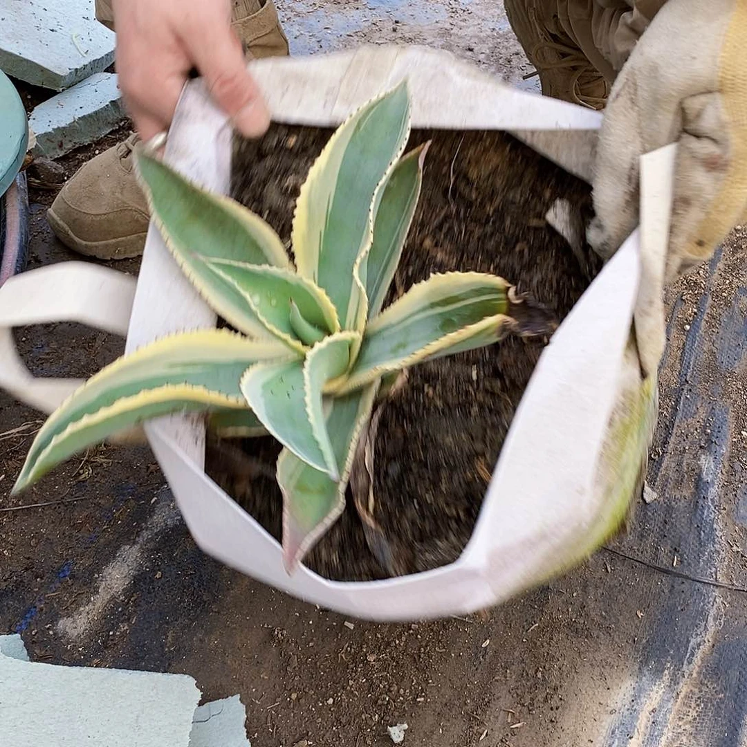 波叶龙舌兰冠幅20厘米以上