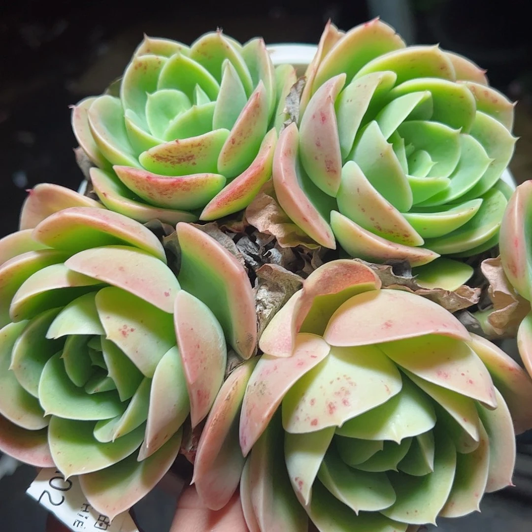 星娜塔四头起整桩老桩