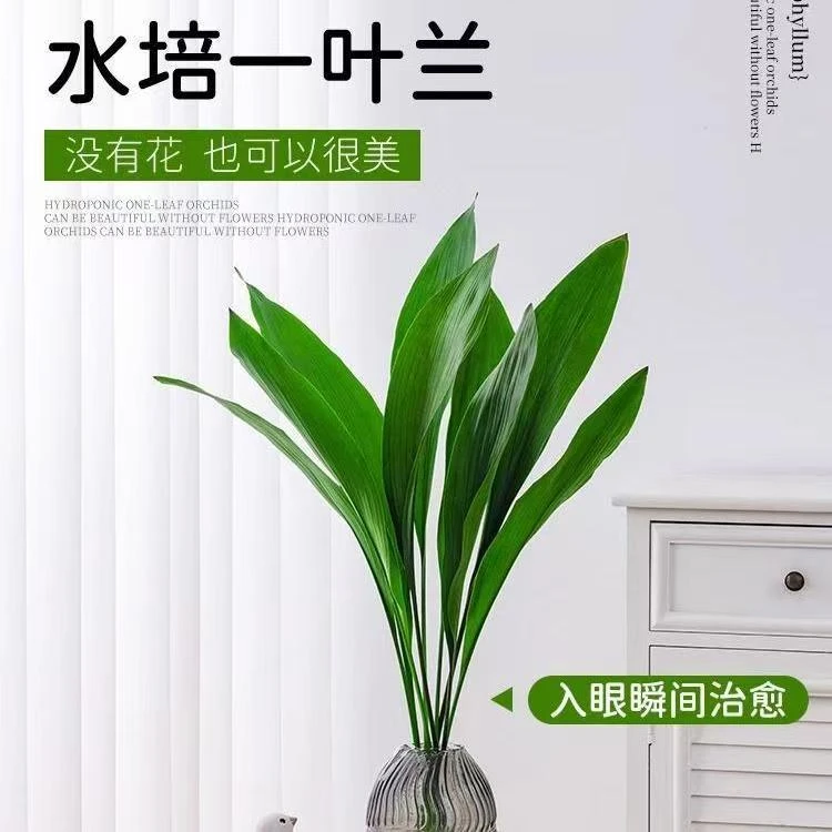 水培一叶兰室内盆栽四季常青净化空气好养活绿植