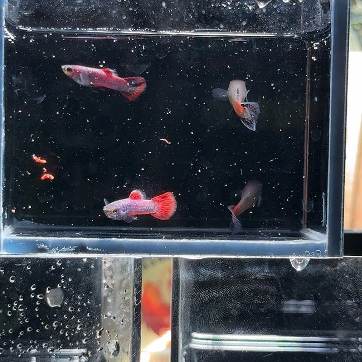 孔雀鱼马晶塔亚成两对