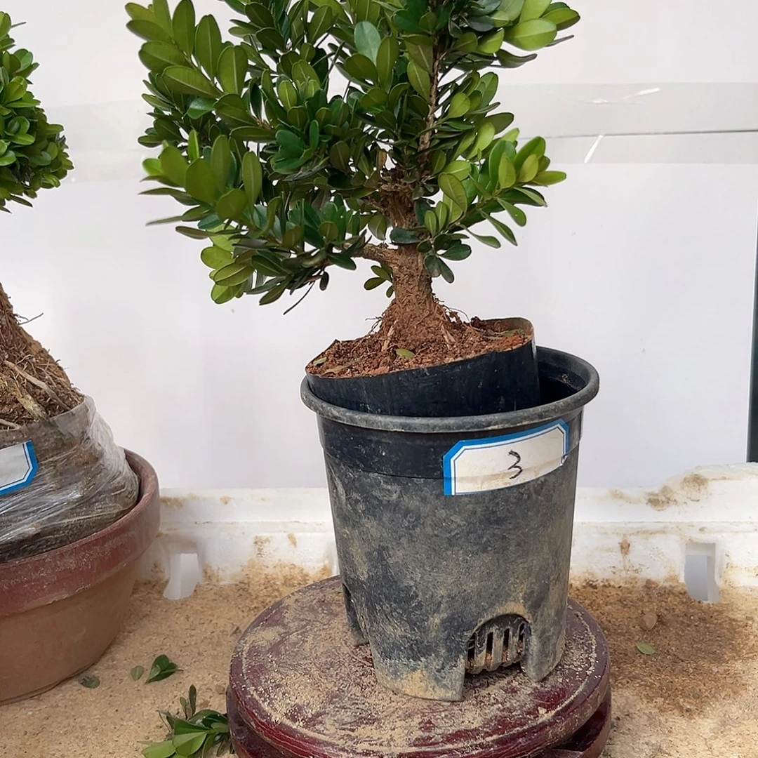 无花朵黄杨无花栽培后可开花