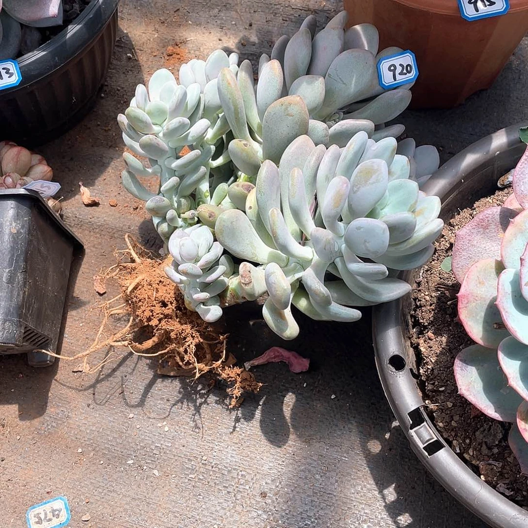 920月美人 一物一拍多肉