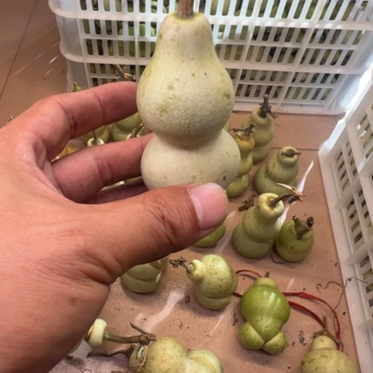 潍***子葫芦我是真的想和他一起过日子的