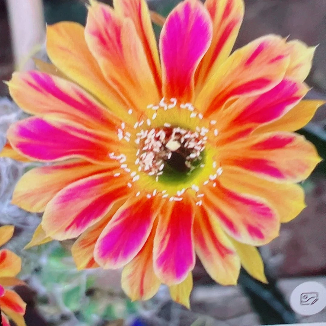 丽花 黄翅羽  侧芽 满20包邮