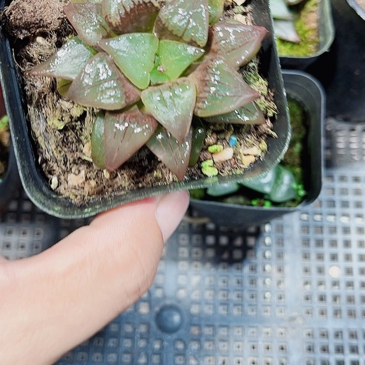 红纹寿新手好养的