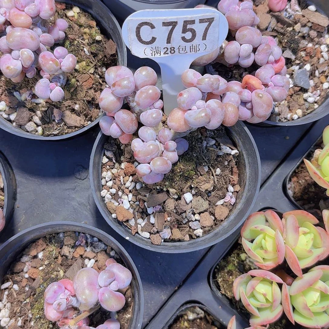 C757腰子蛋一物一拍