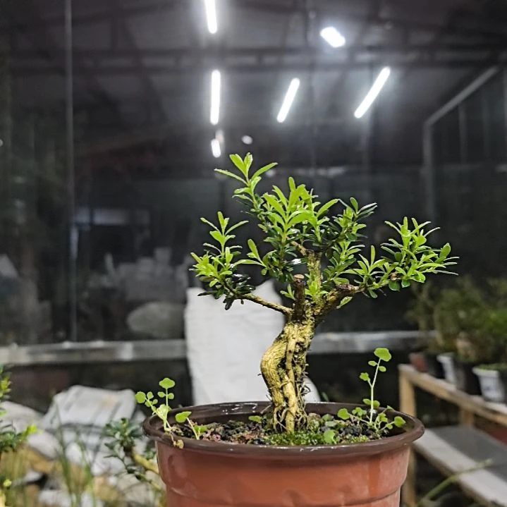 木用****6黄杨花造型盆景树