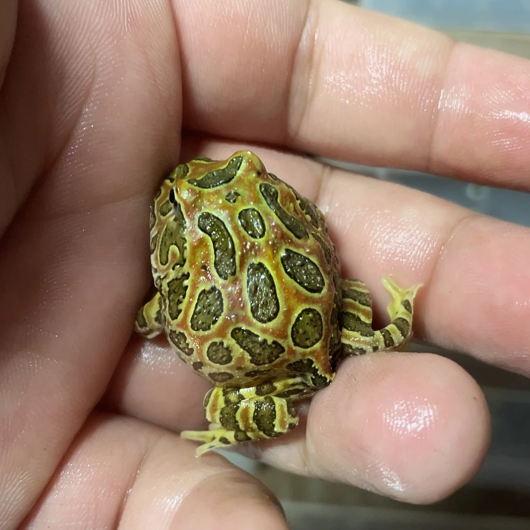 角蛙钟角到货拍摄开箱视频包邮包活