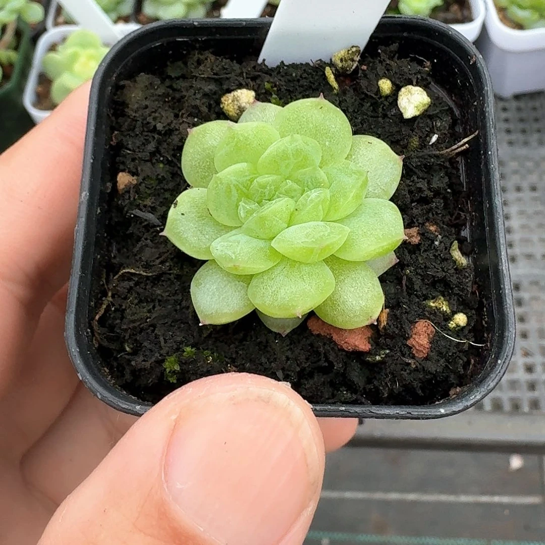 194号M100缀多肉
