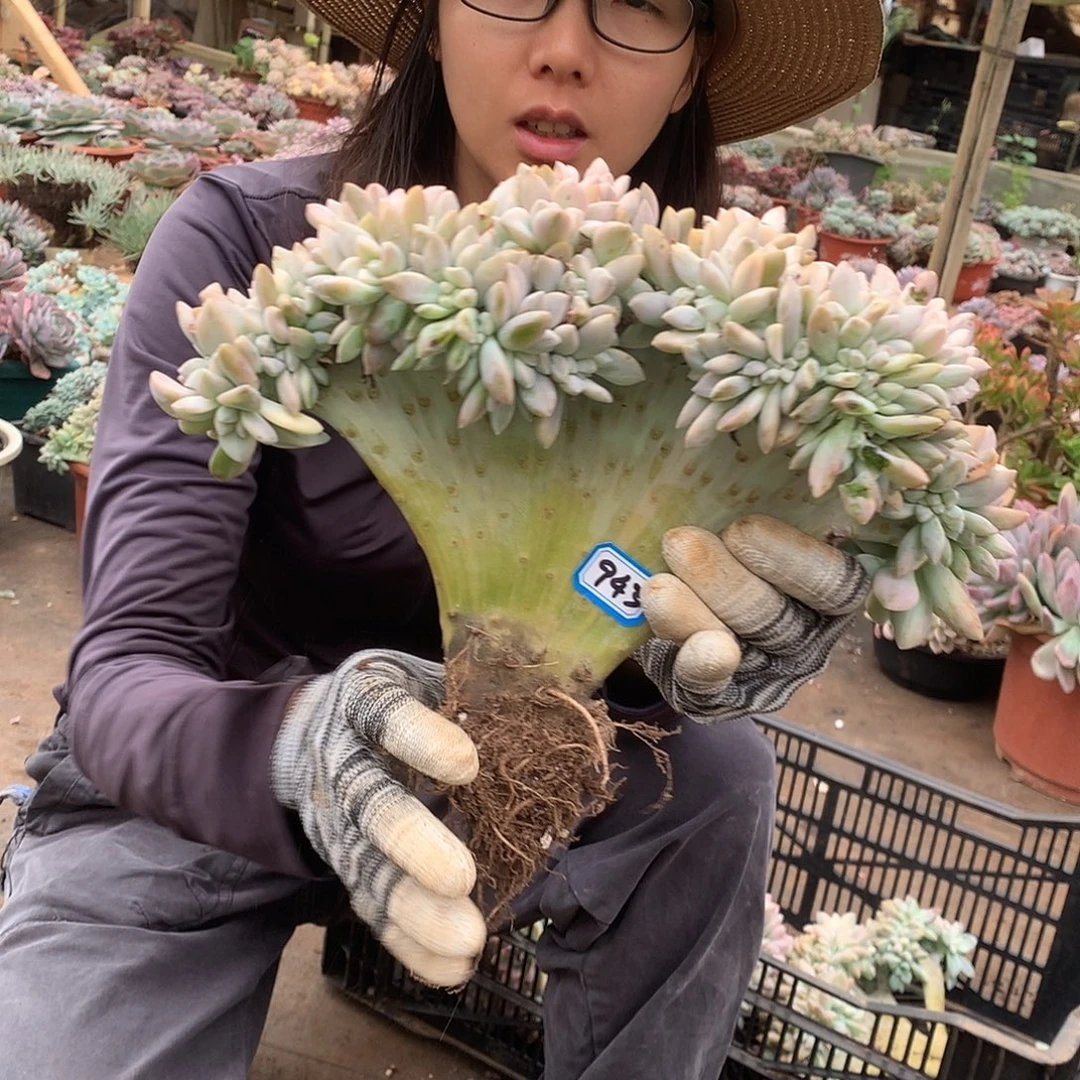 943淡雪锦缀化 一物一拍多肉