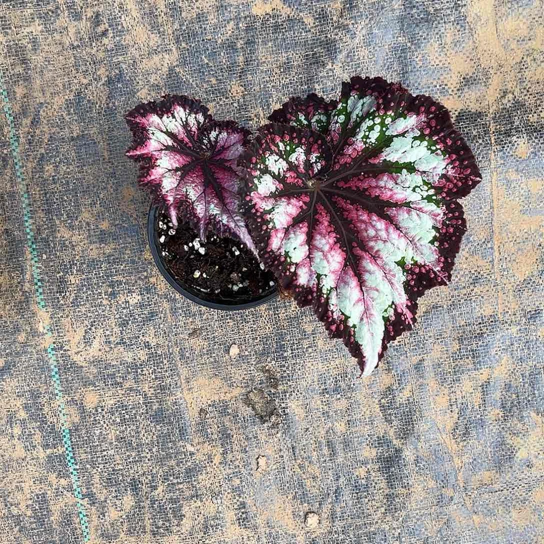 无花朵嘛叶秋海棠