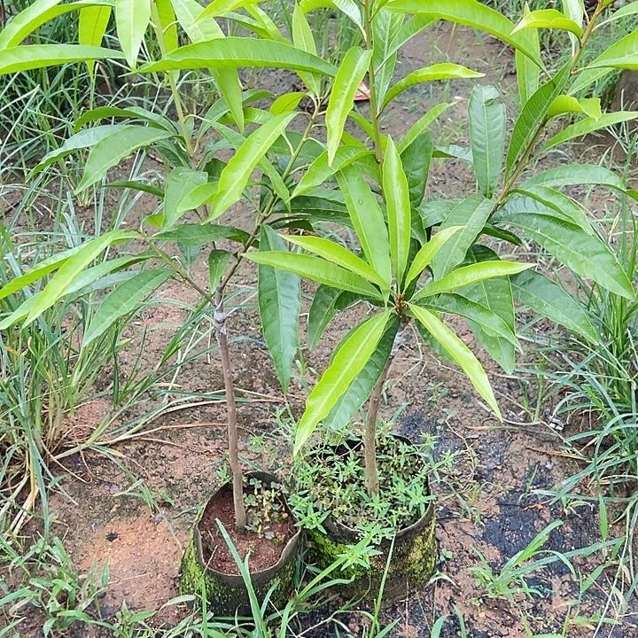 谎***言原杯原土发的金刚王