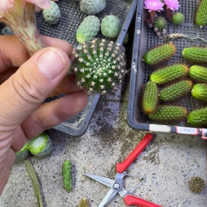 324彩草506歪无根侧牙4公分左右，20包邮