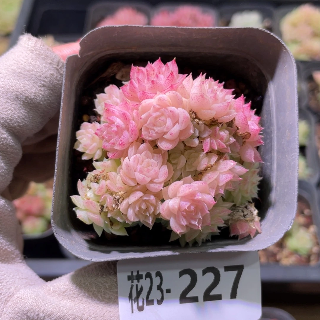 花利美23-227麦秆群