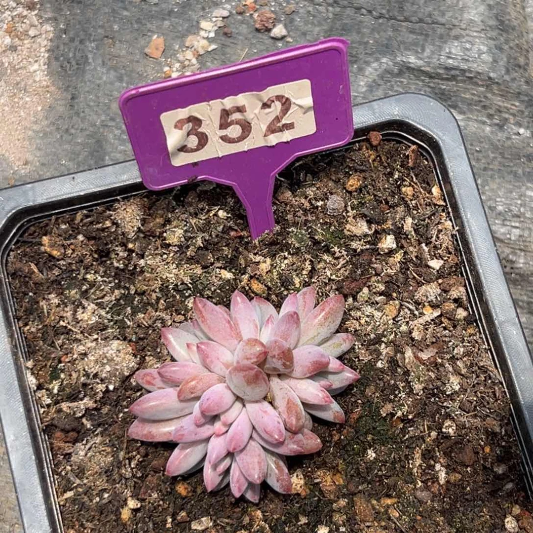 多肉植物虞美人352
