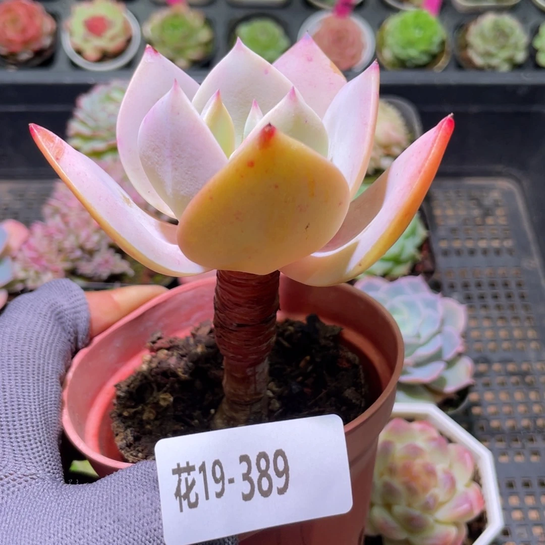 花利美19-389白凤