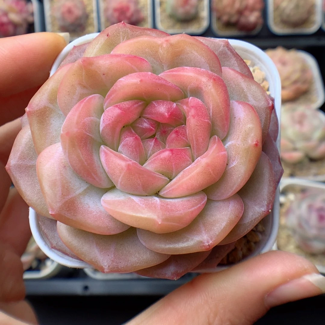 多肉植物。 琥珀50