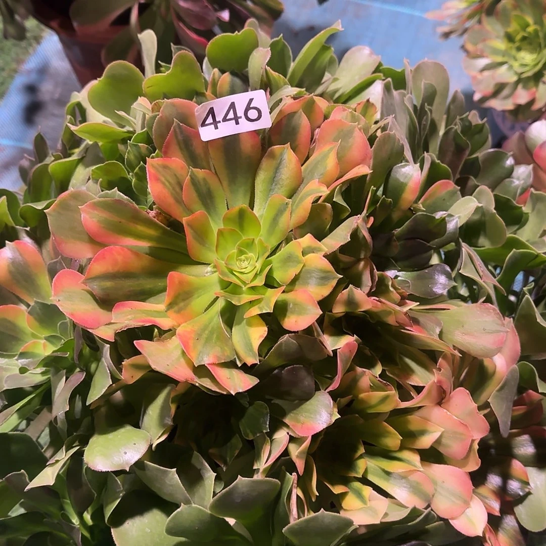 多肉植物法师七彩446