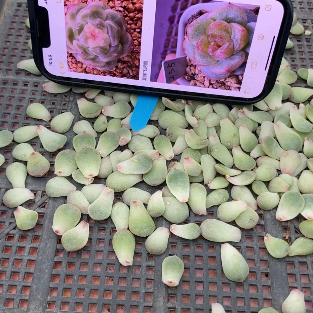 纯叶片甜心255一片多肉叶子