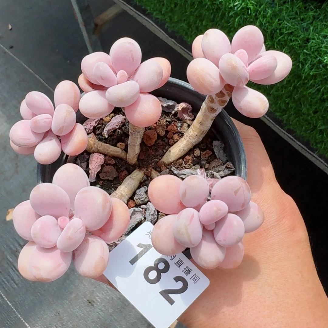 桃蛋老桩            精美多肉植物