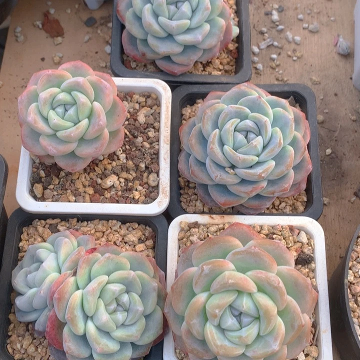 平**实多肉乐园精品冰玉