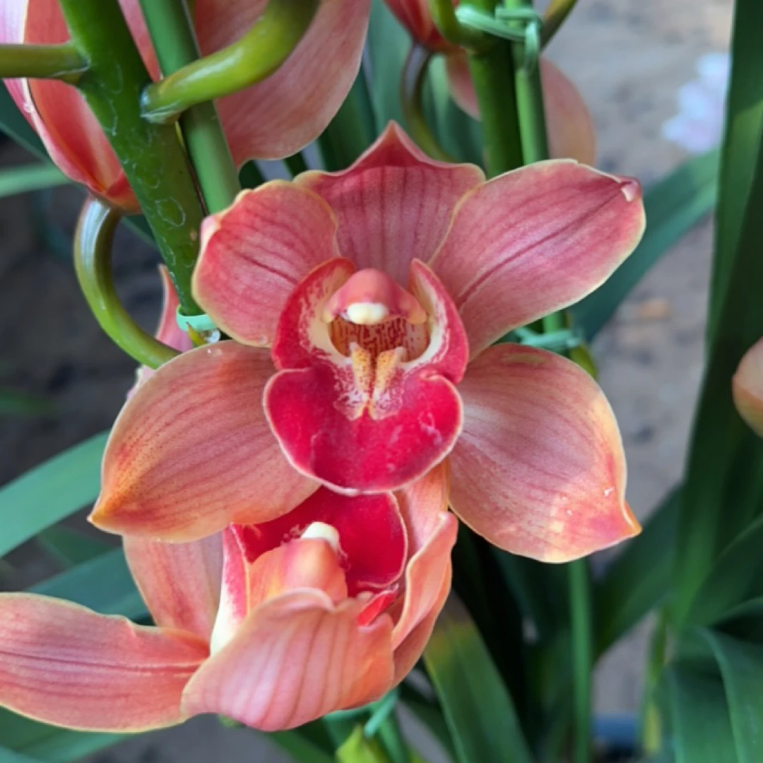 （阿伟家） 梦境