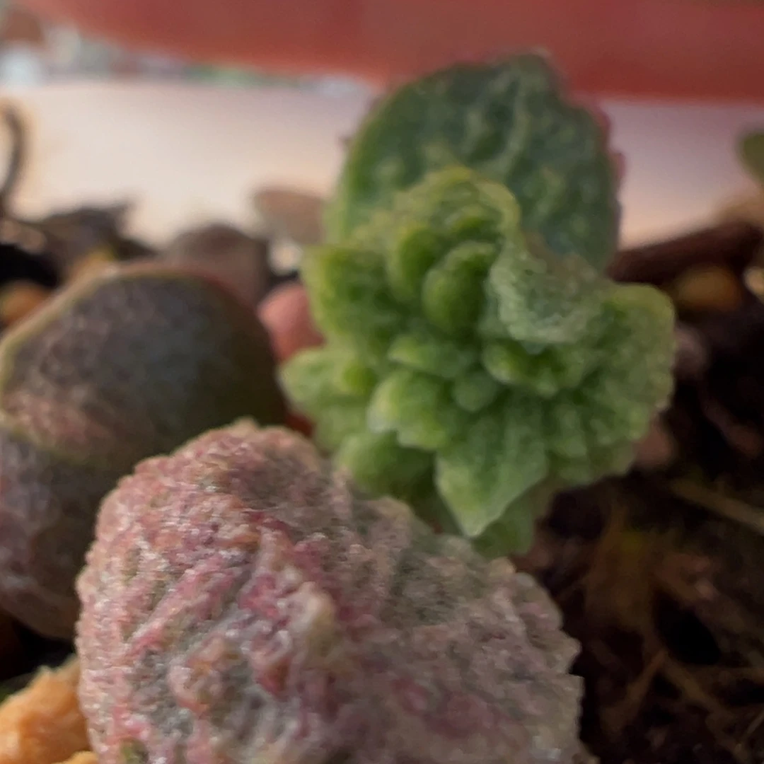 实生新品多肉植物水泡多肉植物