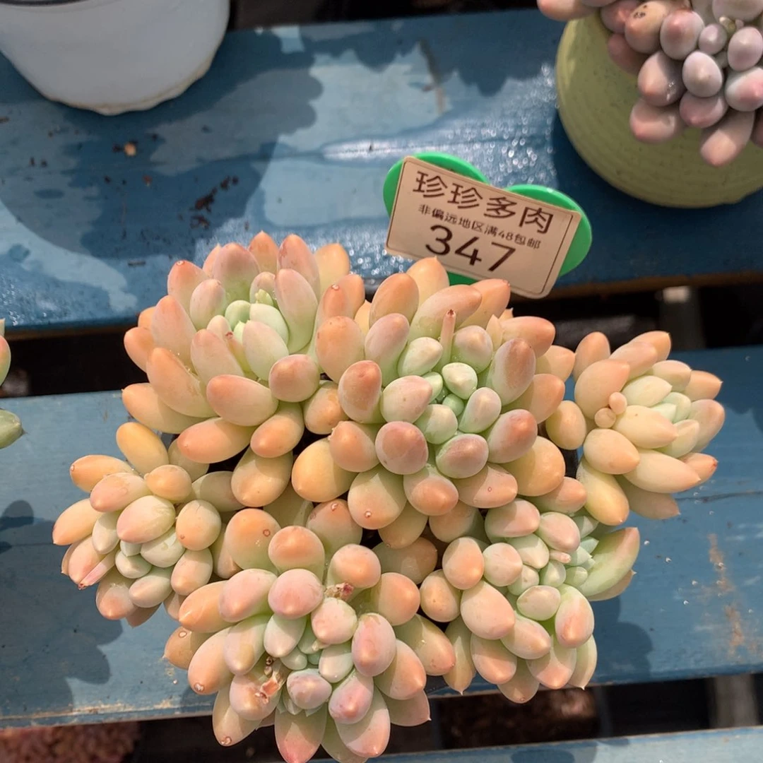 七彩奶糖老桩无砍347