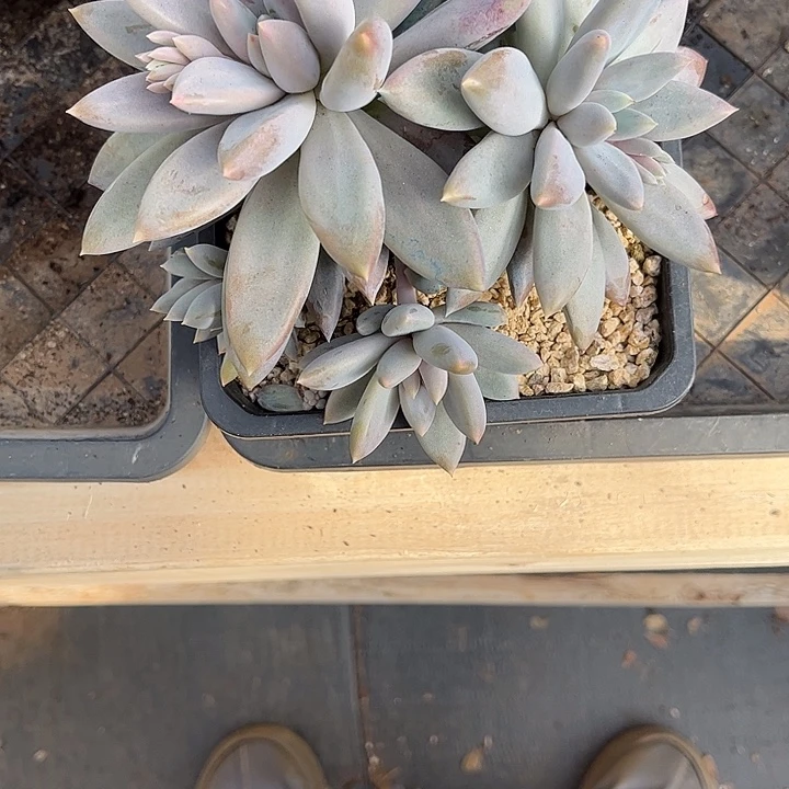 0***2多肉植物一物一拍