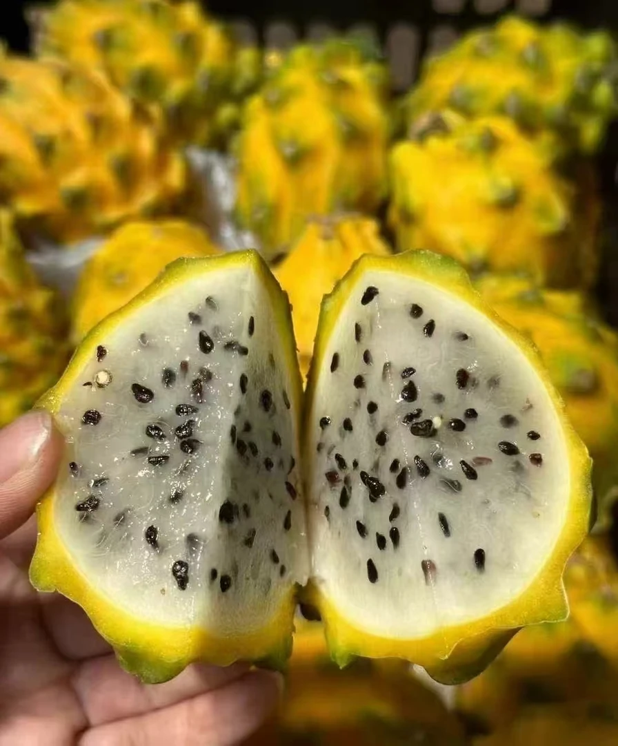 伊基邦燕窝果（6个）