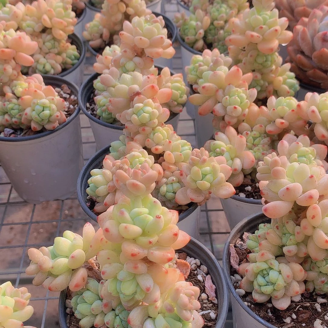 两颗罗琦234577889990