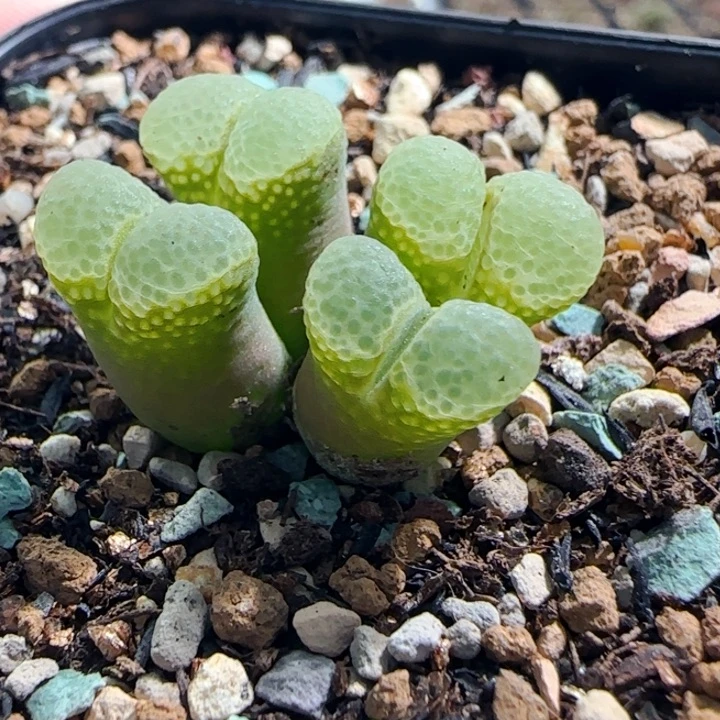 多肉植物肉锥特特131号