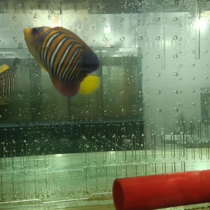 海水鱼金毛巾海水观赏鱼 11 左右