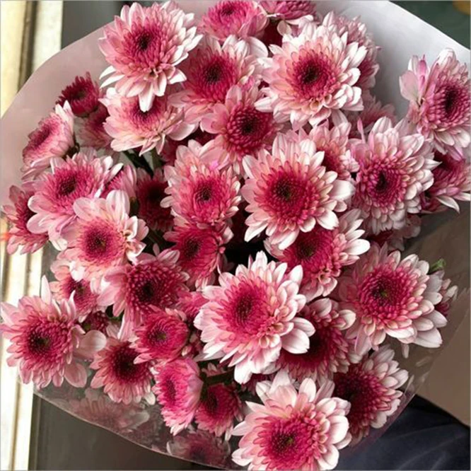 （布鲁诺粉）基地直发顺丰冷链超长花期小雏菊养护简易