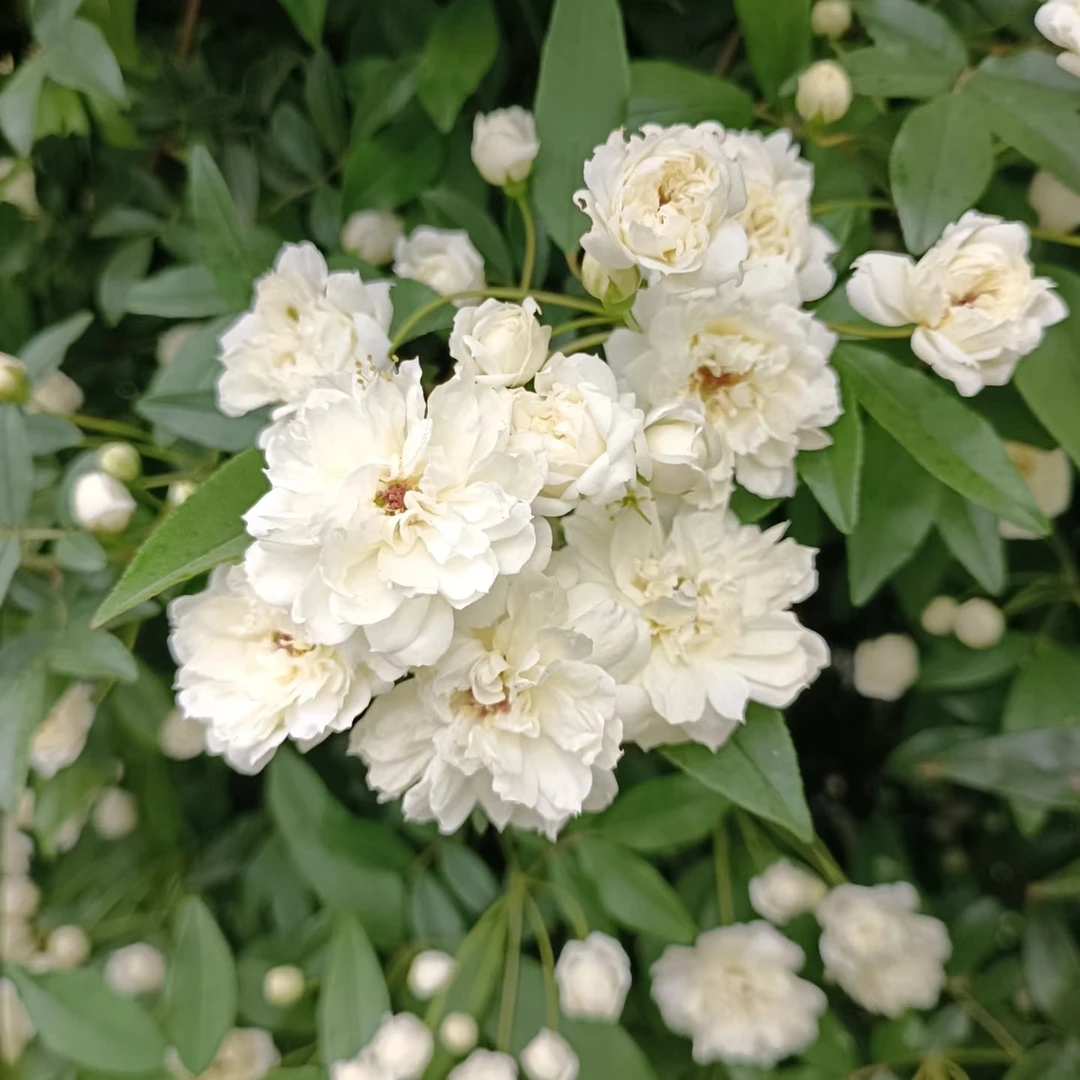 【3颗包邮】白木香花苗爬藤本植物庭院爬墙耐寒花卉盆栽浓香月季